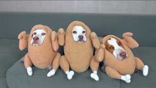 Свежие приколы 2022 1! Приколы с животными до слез!  Приколы с котами  и  кошечками. Реальная ржака