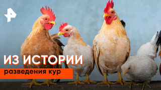 «Невероятно интересные истории»: из истории разведения кур