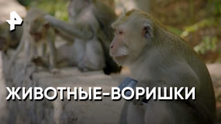 «Загадки человечества»: животные-воришки