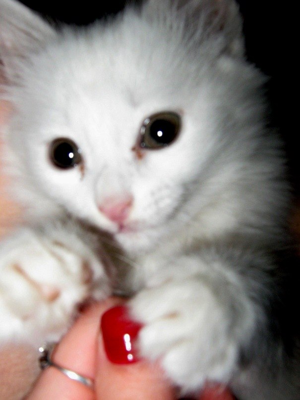 Елена Степанова фотография #28