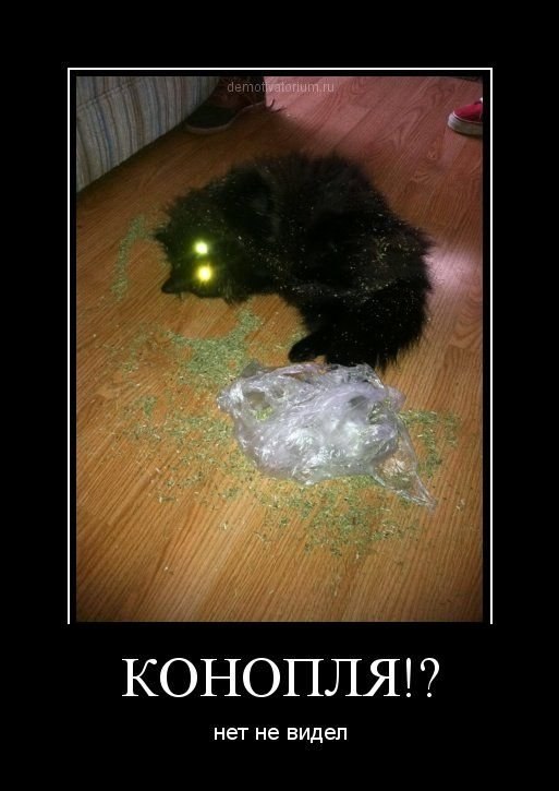 Николай Плотников фотография #29