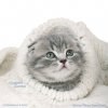 №9, Милена Петрова, 38 лет, Омск №9, Милена Петрова, 38 лет, Омск