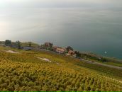 Kot Пушкин фотография #24 (источник - https://vk.com/id6049307)