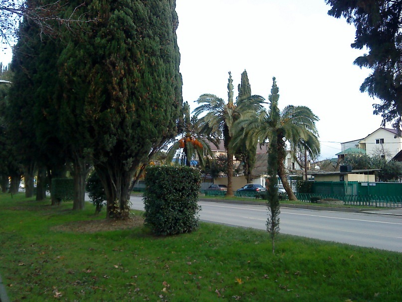 Made Rusha фотография #26