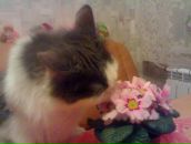 Фотография Плахтий Татьяны