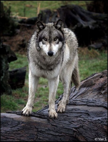Ars Wolf фото №1