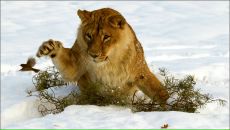 Максим Білобран фотография #41 (источник - https://vk.com/id4584478)