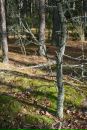 Сергій Синиця фотография #26 (источник - https://vk.com/id48487905)