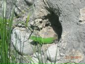 Фотография Громовой Светланы