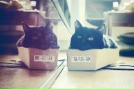 Mi Mi фотография #12 (источник - https://vk.com/id4196332)