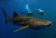 Фотография Кустаревой Елены