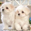 Маша Кішко фотография #45 (источник - https://vk.com/id164790970)