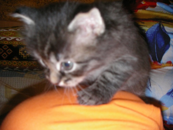 Ghk Gh фото №1