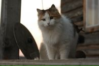 Фотография Безмятежного Философа