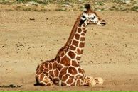 Фотография Шоломовой Елены