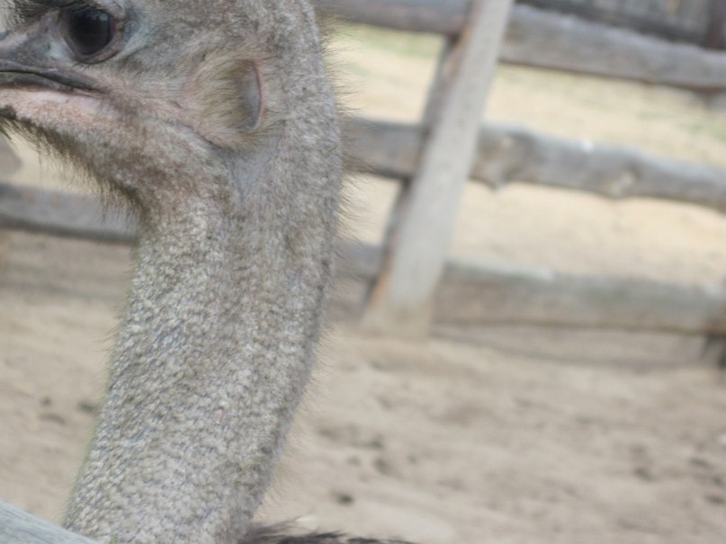 Наталья Гринёва фотография #31