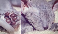 Фотография Денькович Анастасии