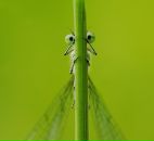 Фотография Krauchunas Lesya