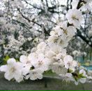 Фотография Тихомировой Натальи