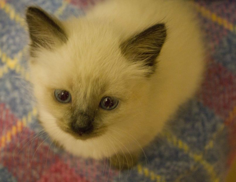 Алла Гришко фотография #9