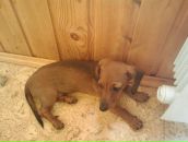 Дан Гор фотография #26 (источник - https://vk.com/id2411368)