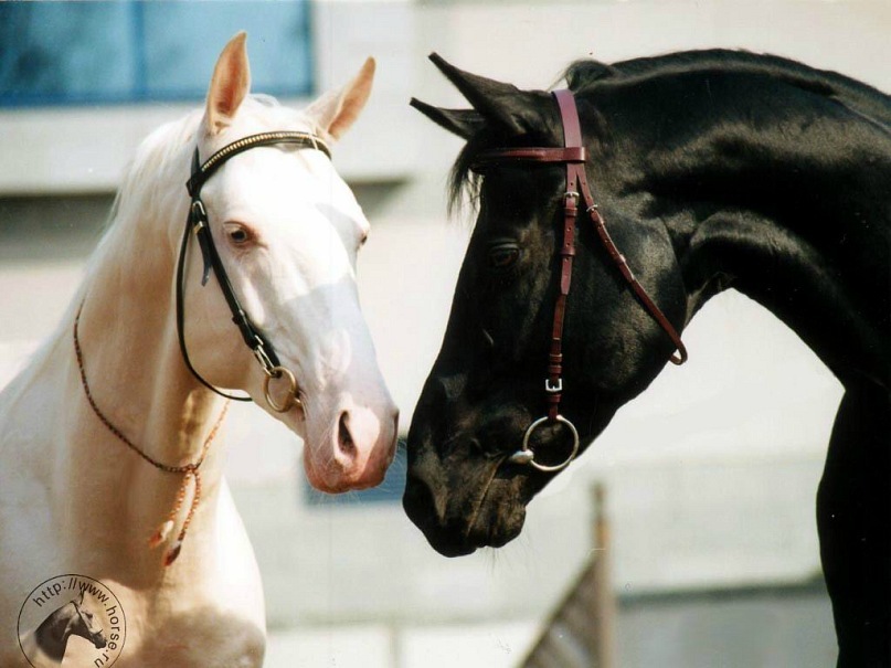 Айбек Монгуш фотография #28