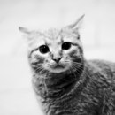 Фотография Dream Sweet