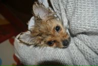 Фотография Антошкиной-Гончаровой Ольги