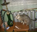 Фотография Колчанова Станислава