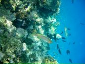 Ja Ne фотография #29 (источник - https://vk.com/id146059)