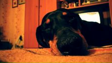 Фотография Ивченко Татьяны