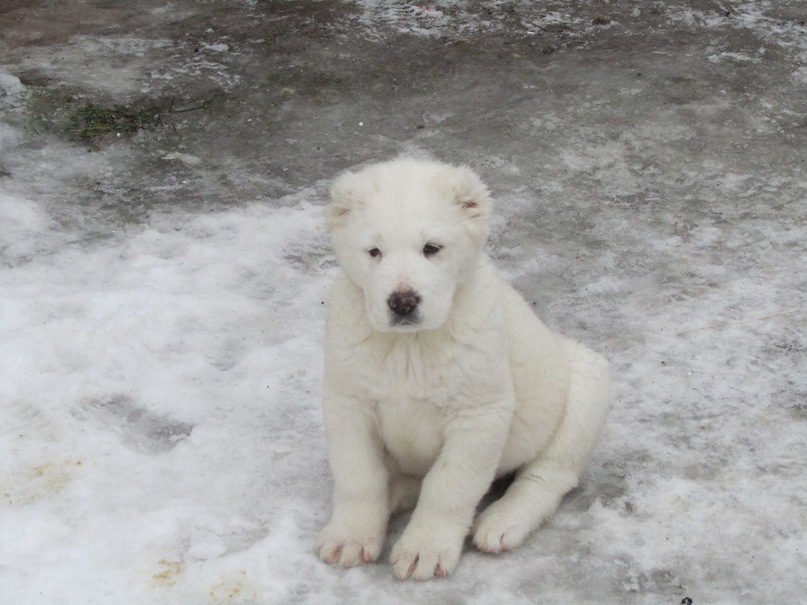 Василий Тихонов фотография #43