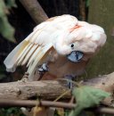 Тіна Тен фотография #12 (источник - https://vk.com/id50531224)