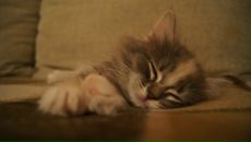 Фотография Легенсы Команды