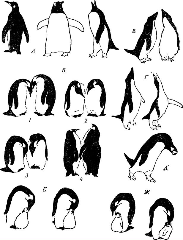 Дмитрий Гуйван фотография #36