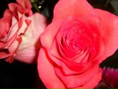 Annie Vasileva фотография #20 (источник - https://vk.com/id992229)