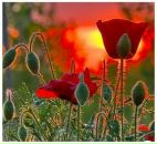 Фотография Магрифатуллиной Альбины