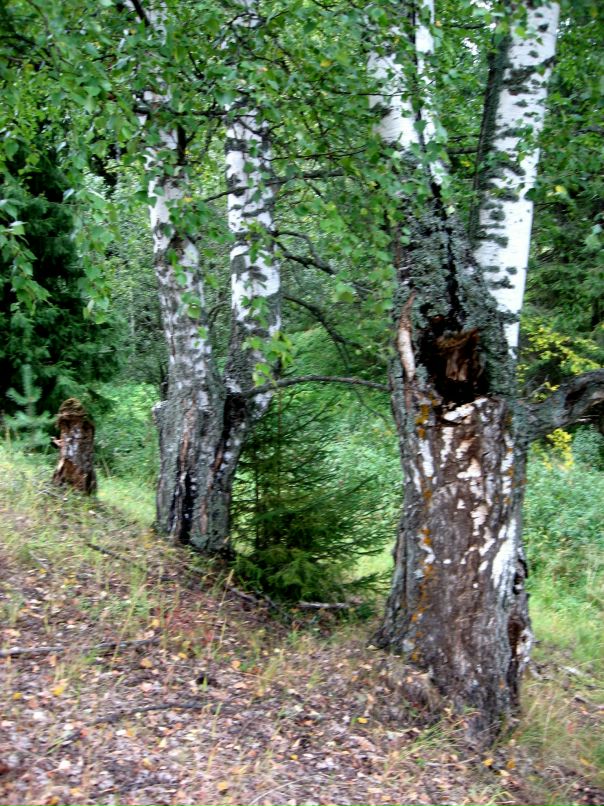 Дарья Дмитриева фотография #39