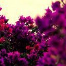 Κристина Μиронова фотография #34 (источник - https://vk.com/id154017682)
