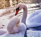 Юлія Лабець фотография #42 (источник - https://vk.com/id3995651)