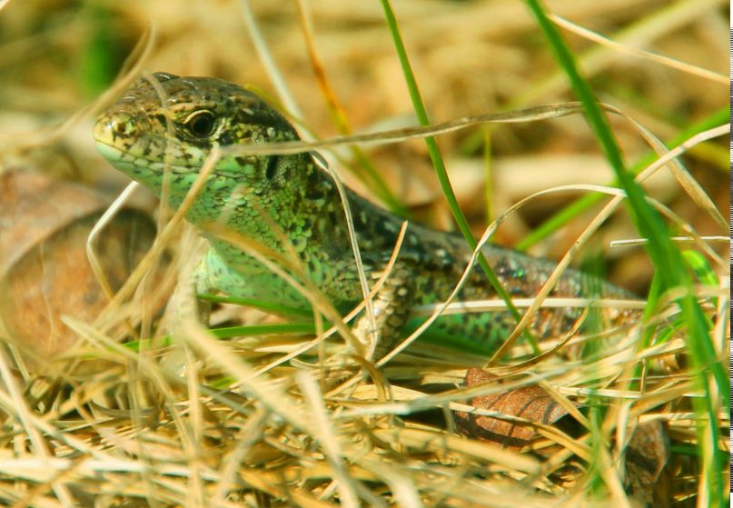 Димка Петров фотография #26