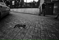 Фотография Шавель Юлии