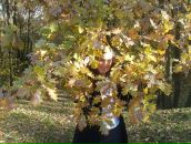 Фотография Гриценко Алины