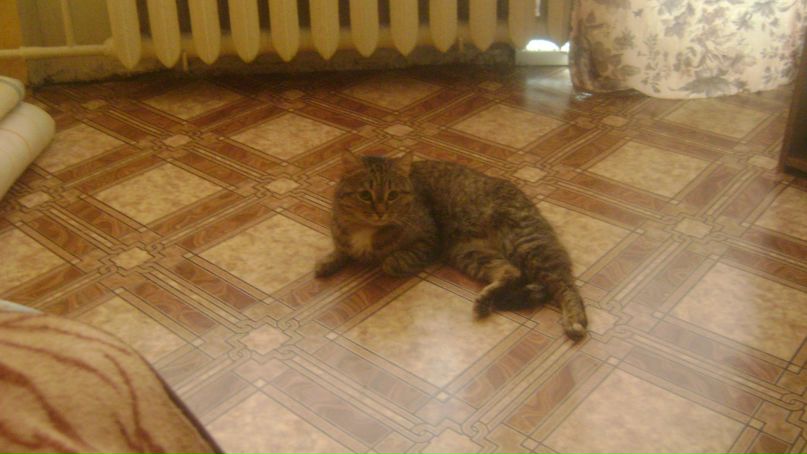 Дмитрий Петров фотография #21