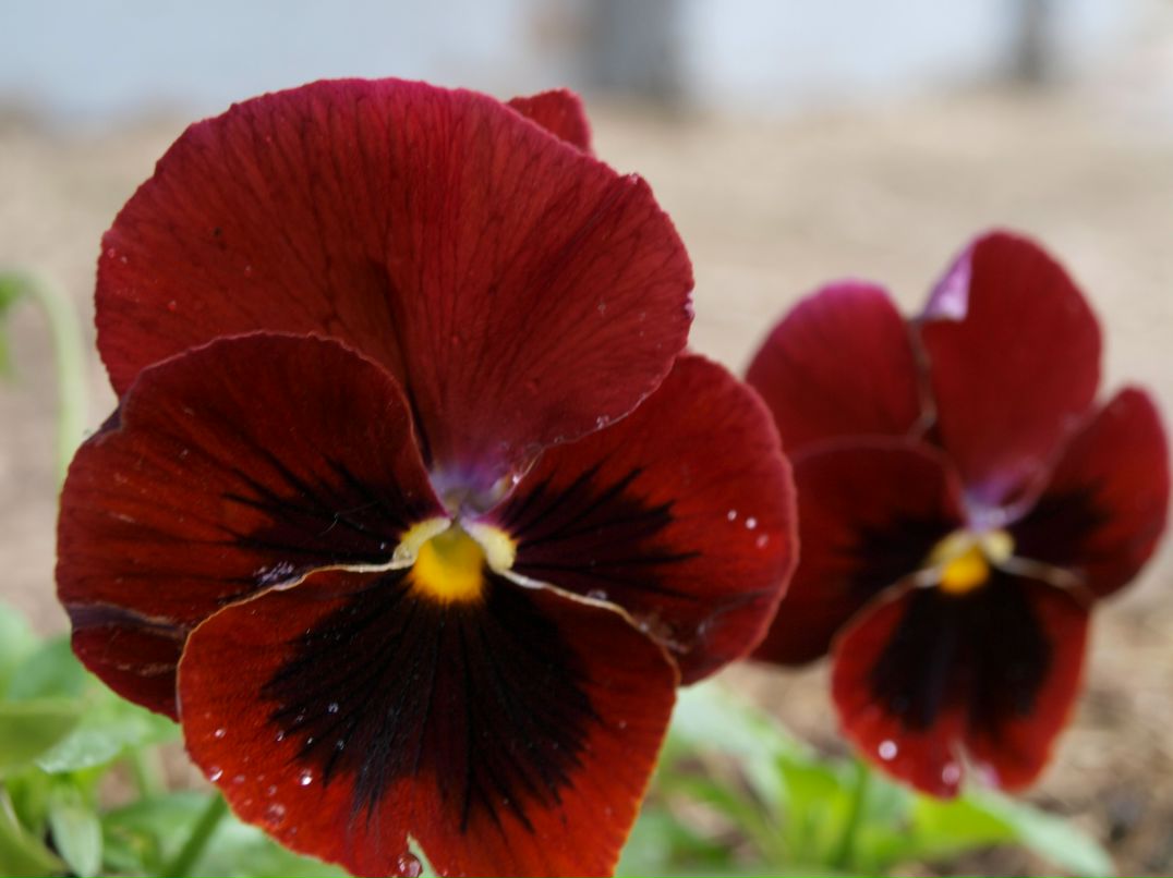 Сергей Гуревич фотография #21