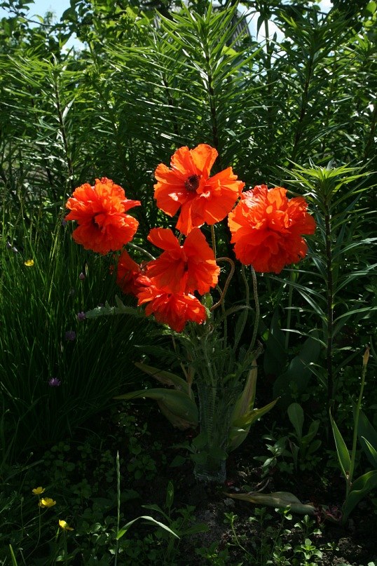 Елена Полеченко фотография #40