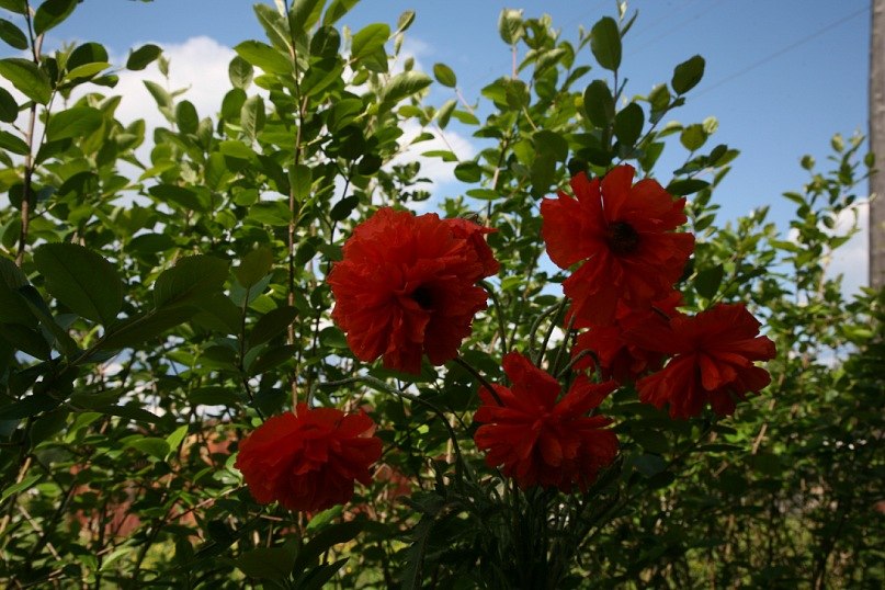 Елена Полеченко фотография #15