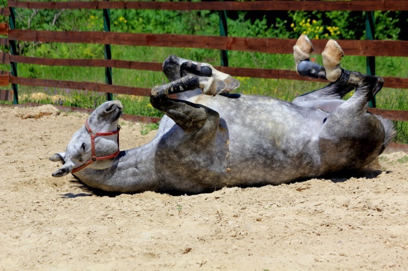 Рина Кобыла фотография #17