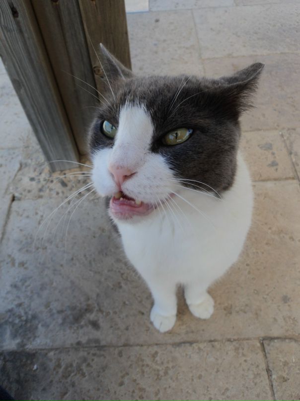 Стэф Plextor фотография #5