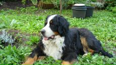 Рогнеда Степанова фотография #30 (источник - https://vk.com/id8756748)